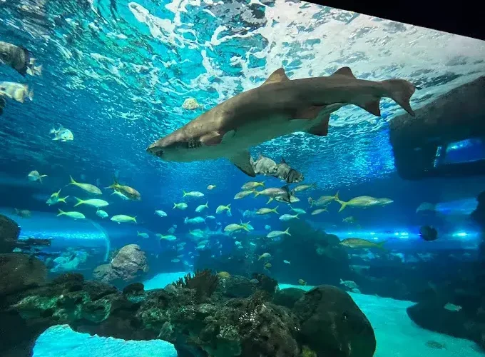 Aquarium