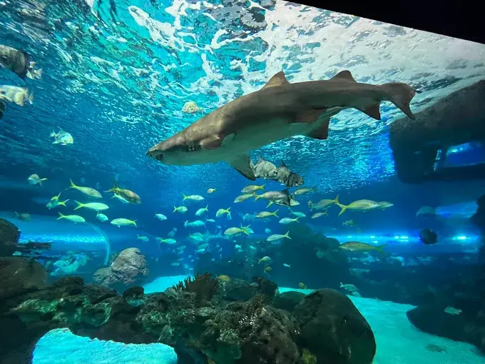 Aquarium, Shark Lagoon, Dangerous Lagoon, Rainbow Reef, Discovery Centre, Ray Bay, Touch Tanks, Dive Shows, Marine Conservation, Family-Friendly Attraction