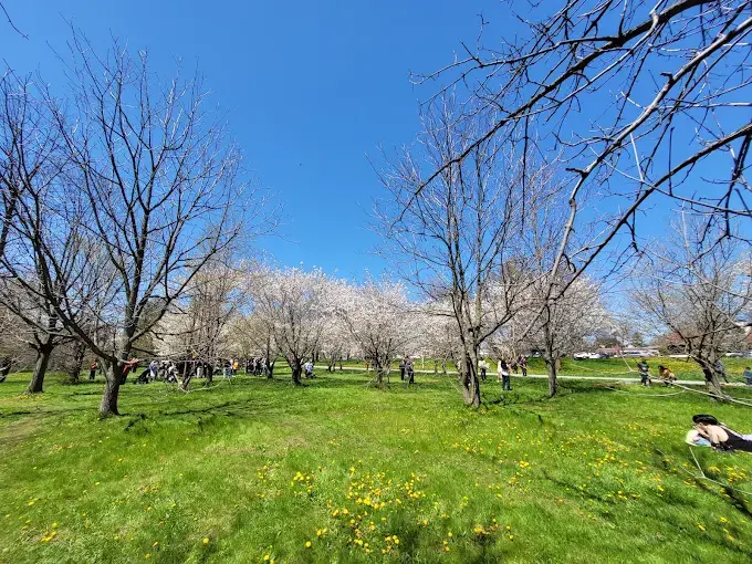 Joyce Archdekin Park in Brampton, ON